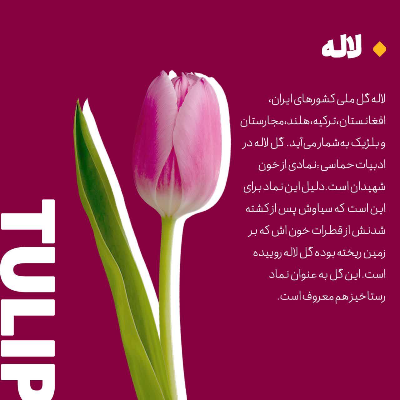 https://s4.uupload.ir/files/%D8%A7%D8%B2_%D8%B2%D8%A8%D8%A7%D9%86_1_gyop.jpg