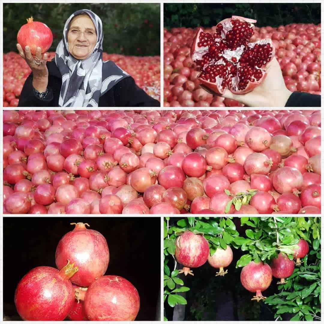 https://s4.uupload.ir/files/%D8%A8%D8%B1%D8%AF%D8%A7%D8%B4%D8%AA_afda.jpg