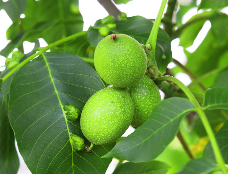 فروش نهال گردویی که ۳۰۰ کیلو باردهی دارد!