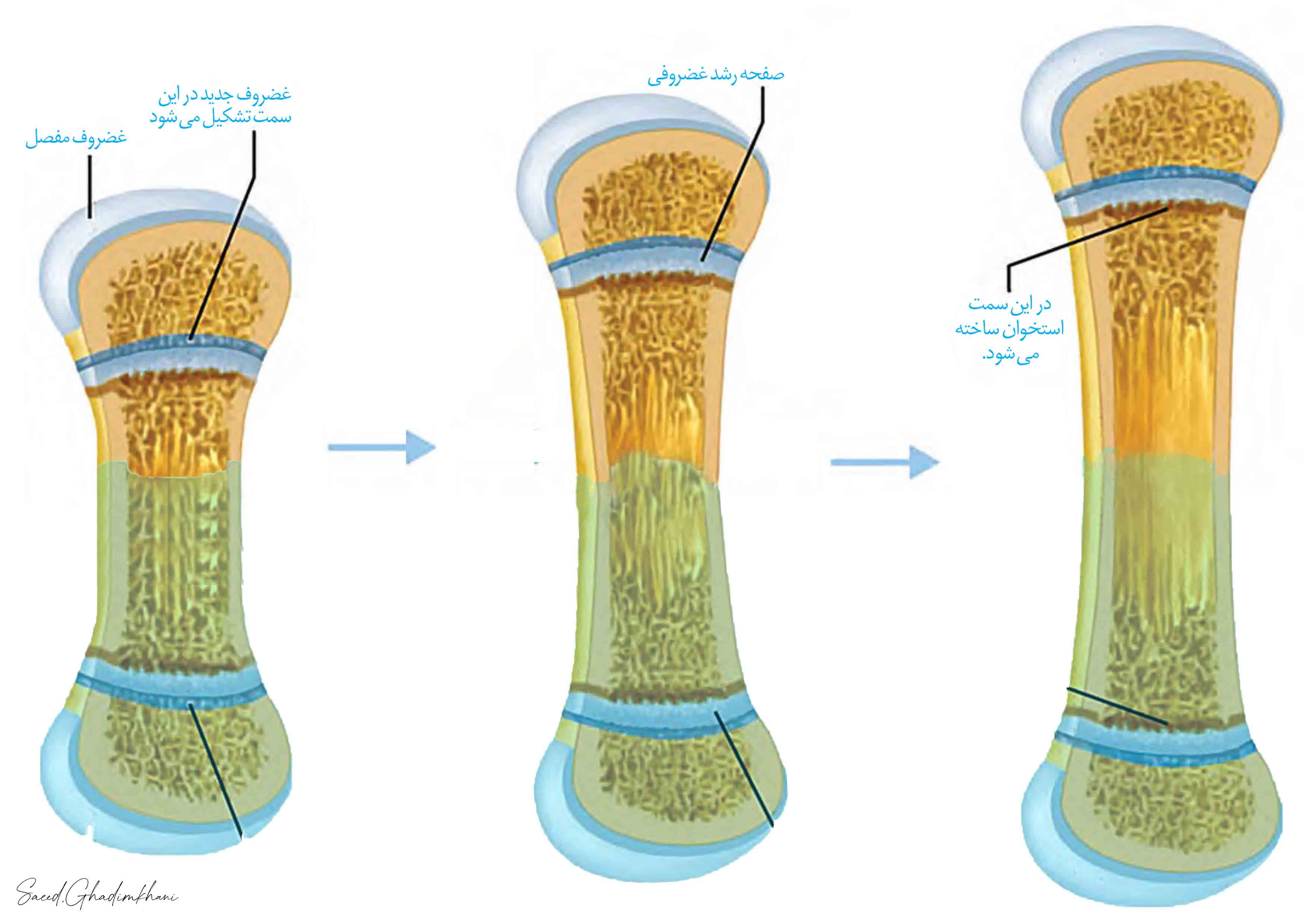 متن جایگزین
