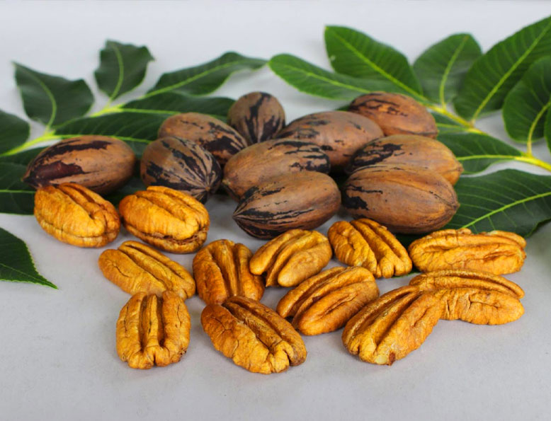 فروش نهال گردویی که ۳۰۰ کیلو باردهی دارد!