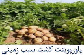 پاورپوینت کشت سیب زمینی