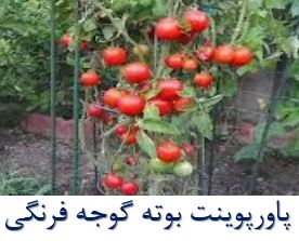 پاورپوینت بوته گوجه فرنگی