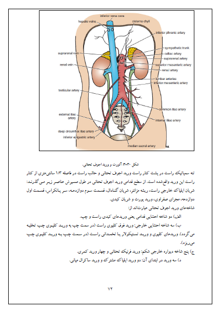 دانلود پی دی اف جزوه آناتومی شکم