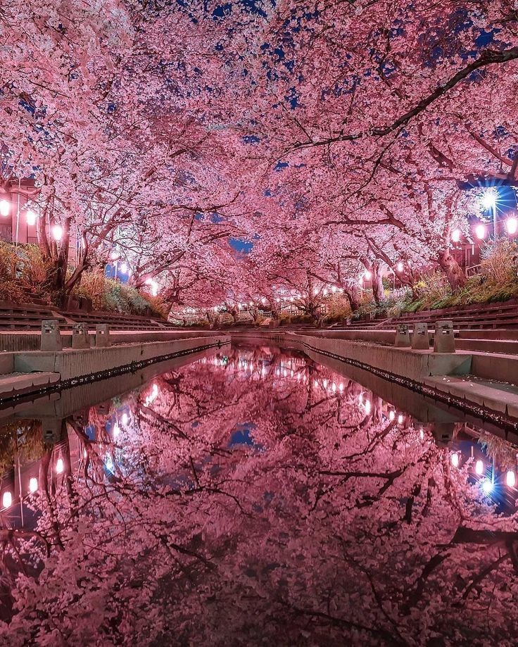 شکوفه ی گیلاس/ساکورا/cherry blossom