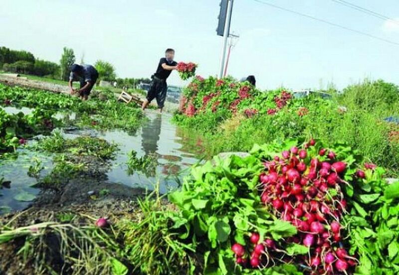 کاهش ۱۸۰ میلیمتری بارش‌ها و آبیاری بی‌رویه کشاورزان در کرمانشاه