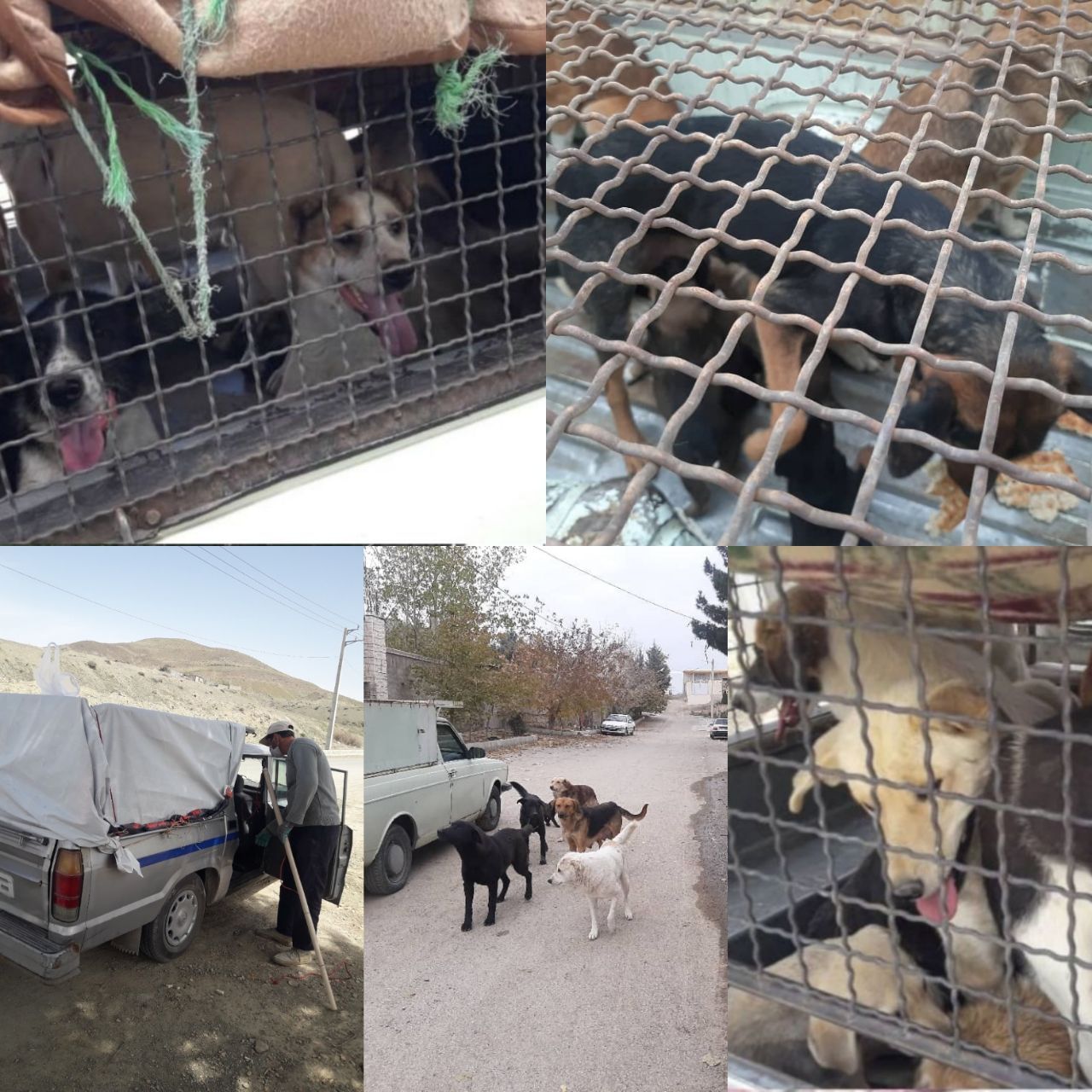 جمع‌آوری سگ‌های بلاصاحب در روستای یلقان‌دره