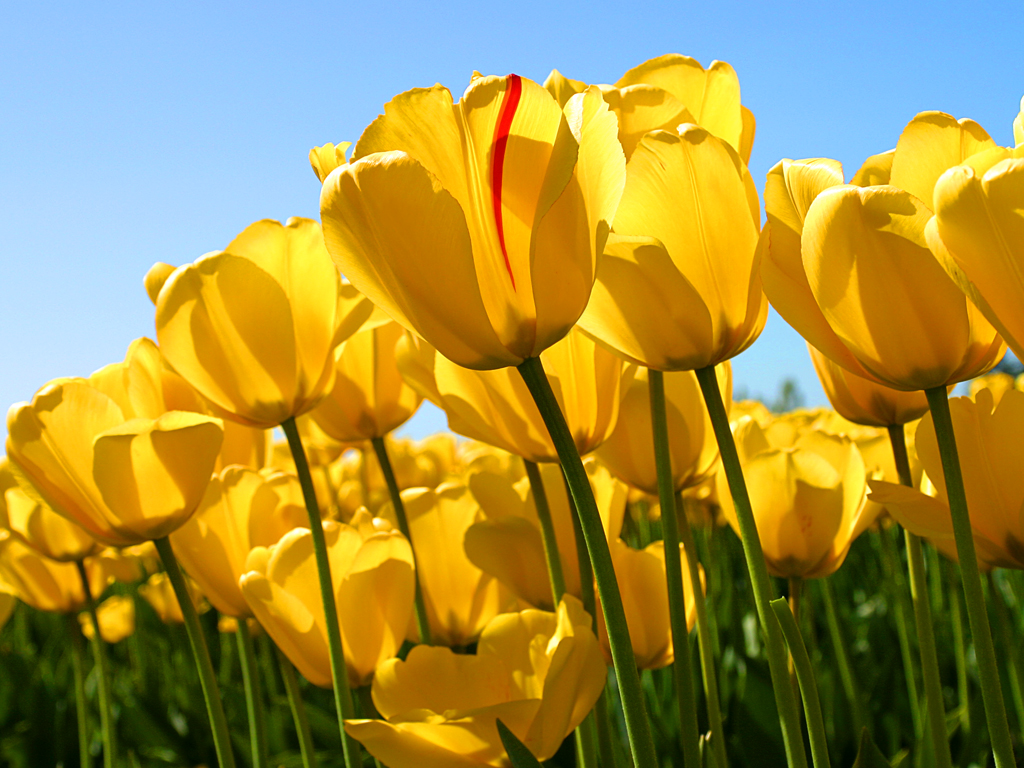 https://s4.uupload.ir/files/tulips_r11d.jpg