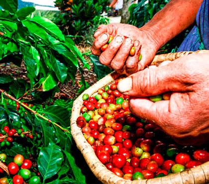 قهوه در آمریکای مرکزی مثل مکزیک و گواتمالا