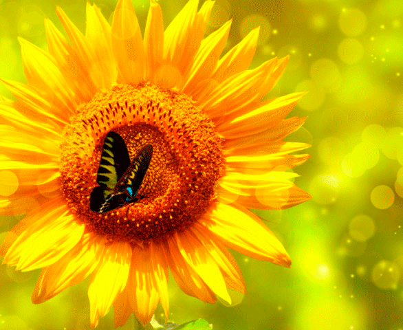 گل آفتابگردان (3) Sunflowers