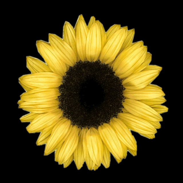 تصاویر_متحرک_شباهنگگلها_آفتابگردان_shabahang_gifs_flowers_sunflowers