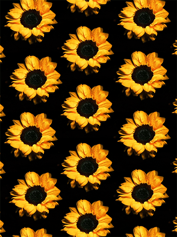 تصاویر_متحرک_شباهنگگلها_آفتابگردان_shabahang_gifs_flowers_sunflowers