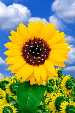 تصاویر_متحرک_شباهنگ-گلها_آفتابگردان_shabahang_gifs_flowers_sunflowers