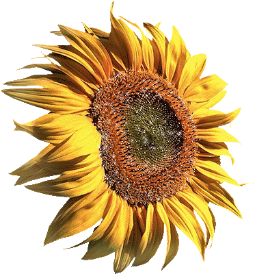 گل آفتابگردان (4) Sunflowers