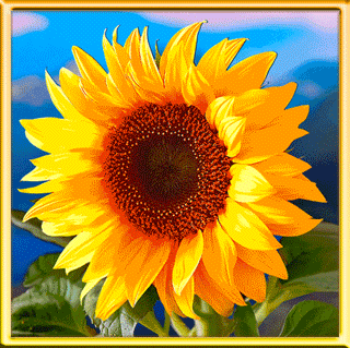 گل آفتابگردان (2) Sunflowers