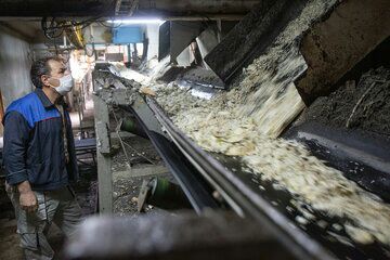 کارخانه قند بیستون کرمانشاه در سراشیبی ورشکستگی است
