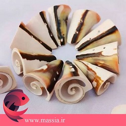 صدف شب چراغ واقعیه؟